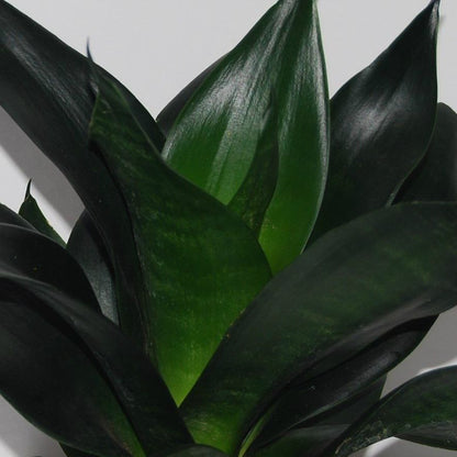  Sansevieria Black Dragon Plant