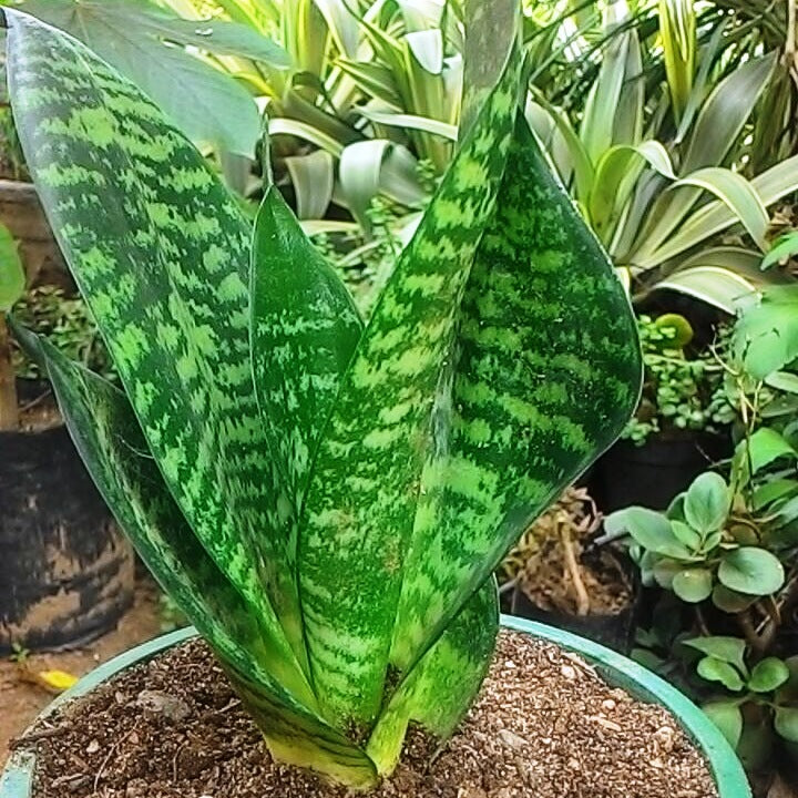  Sansevieria Trifasciata Zeylanica Plant