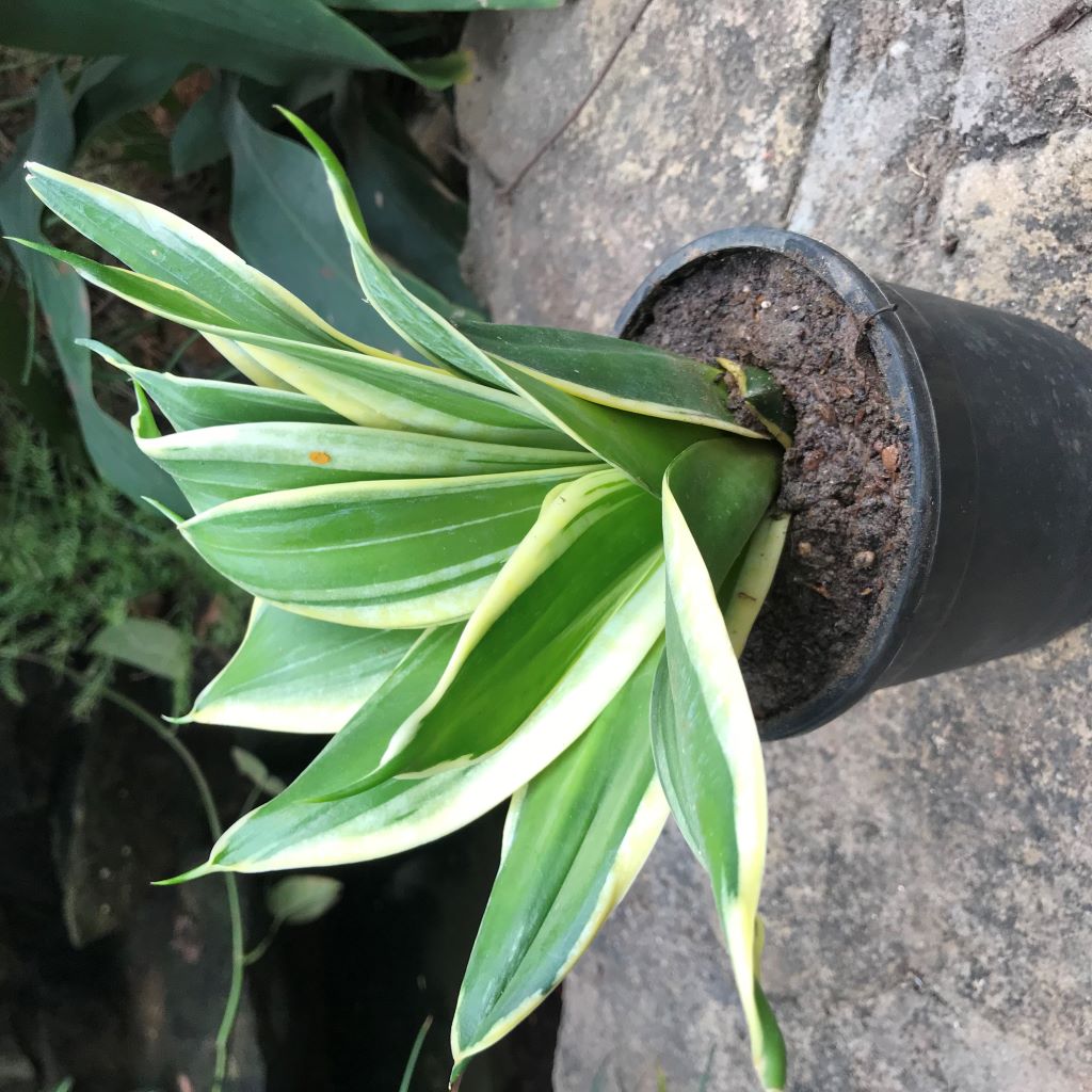  Sansevieria Hahnii Jade Marginata Plant