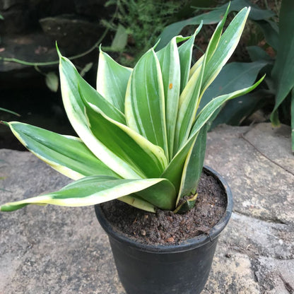  Sansevieria Hahnii Jade Marginata Plant