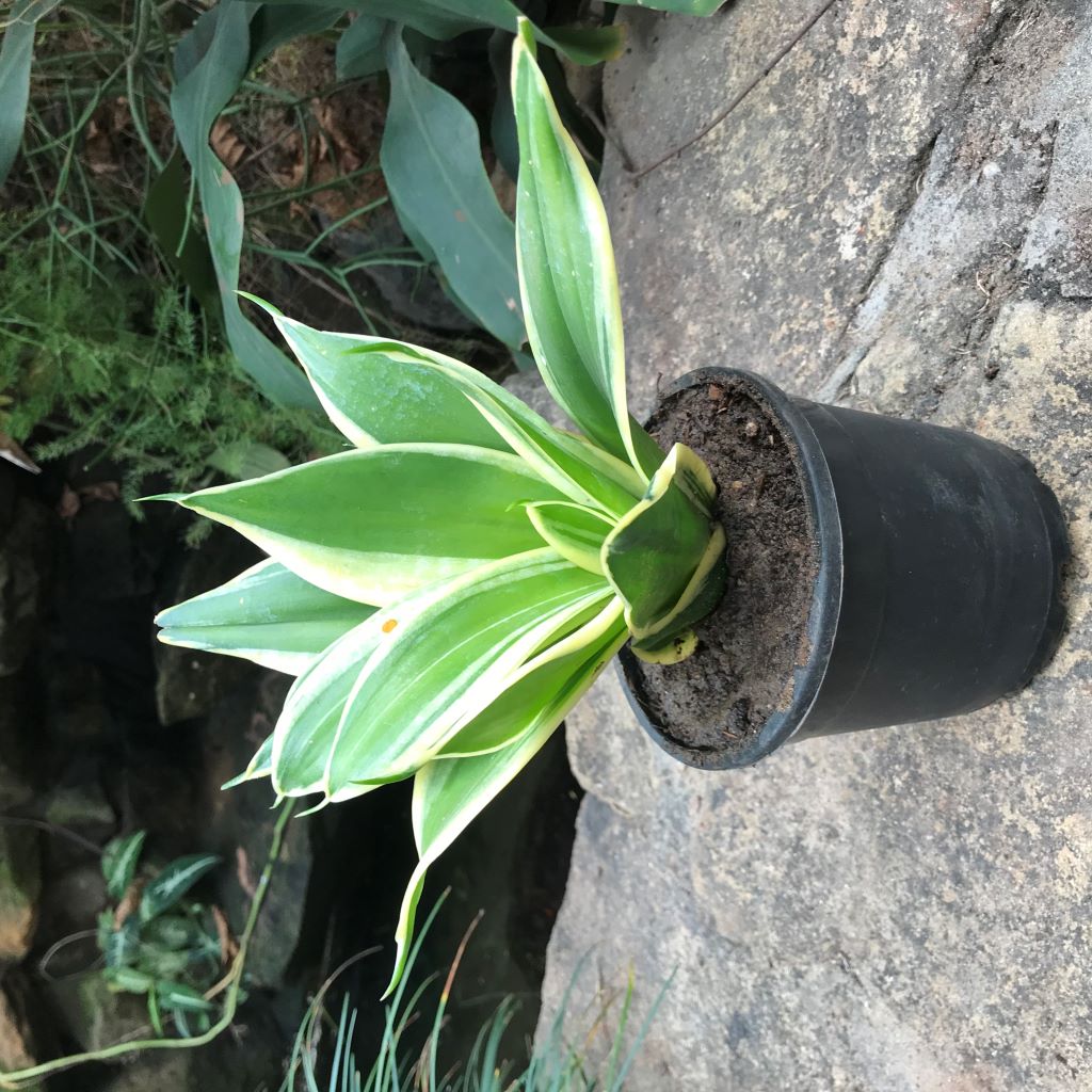  Sansevieria Hahnii Jade Marginata Plant