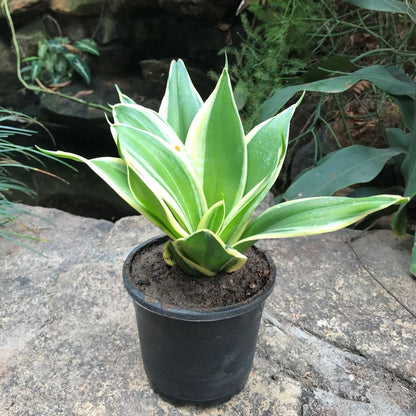  Sansevieria Hahnii Jade Marginata Plant