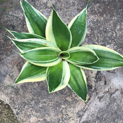  Sansevieria Hahnii Jade Marginata Plant