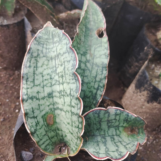  Sansevieria Kirkii Silver Blue Plant