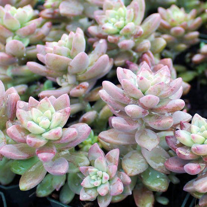  Sedeveria Pink Granite Succulent Plant