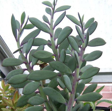  Senecio Crassissimus Succulent Plant