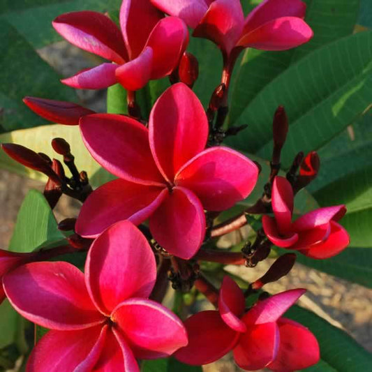 Plumeria Siam Red Champa Plant