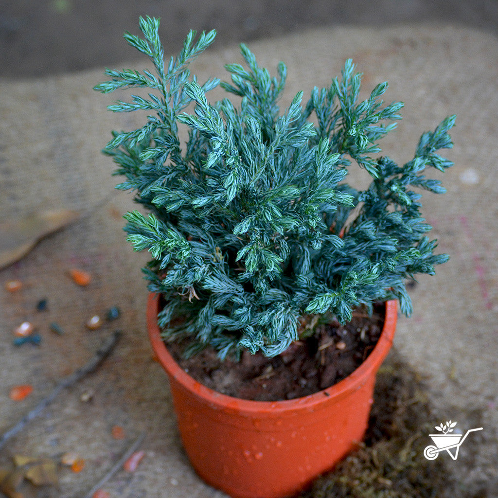  Himalayan Blue Pine Plant
