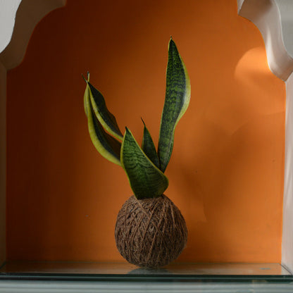  Kokedama Moss Ball Sansevieria Futura Superba Plant