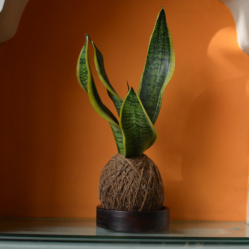  Kokedama Moss Ball Sansevieria Futura Superba Plant