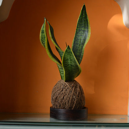  Kokedama Moss Ball Sansevieria Futura Superba Plant