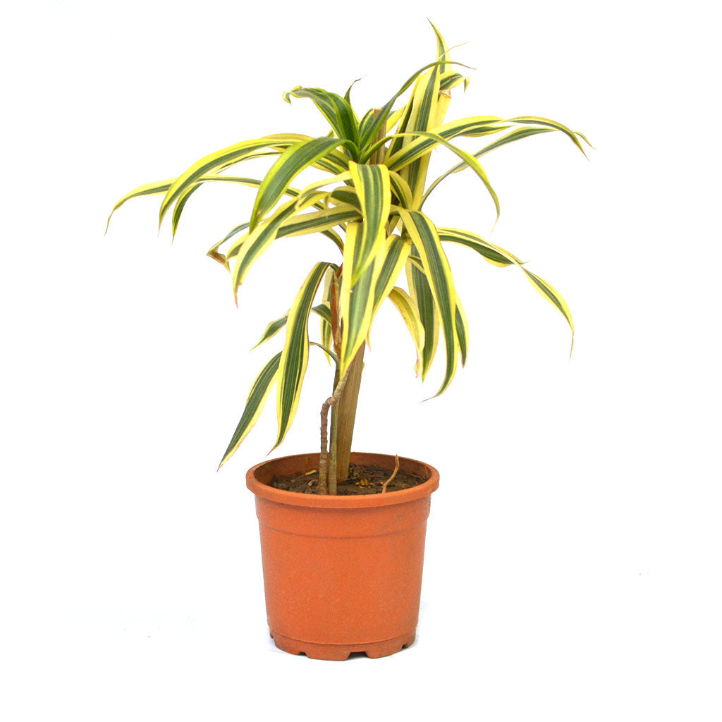 Dracaena Reflexa Song Of India Varigated Plant