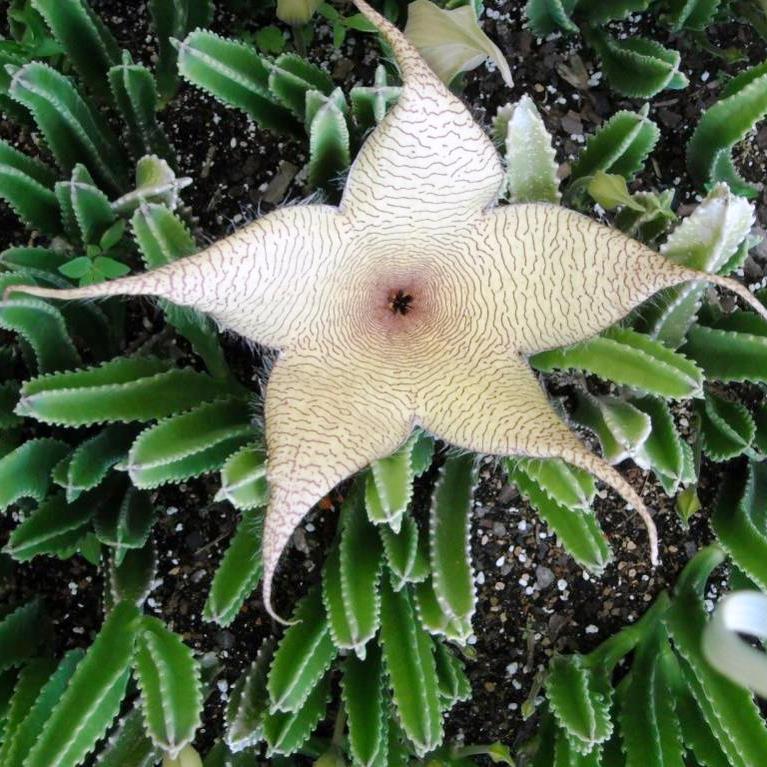  Stapelia Gigantea Zulu Giant Plant Succulent Plant