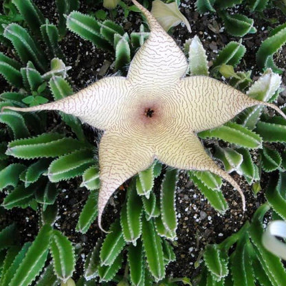  Stapelia Gigantea Zulu Giant Plant Succulent Plant
