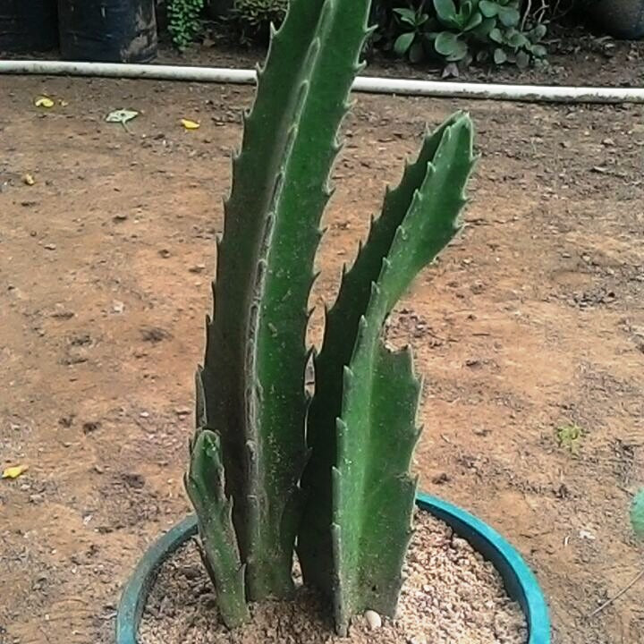  Stapelia Gigantea Zulu Giant Plant Succulent Plant