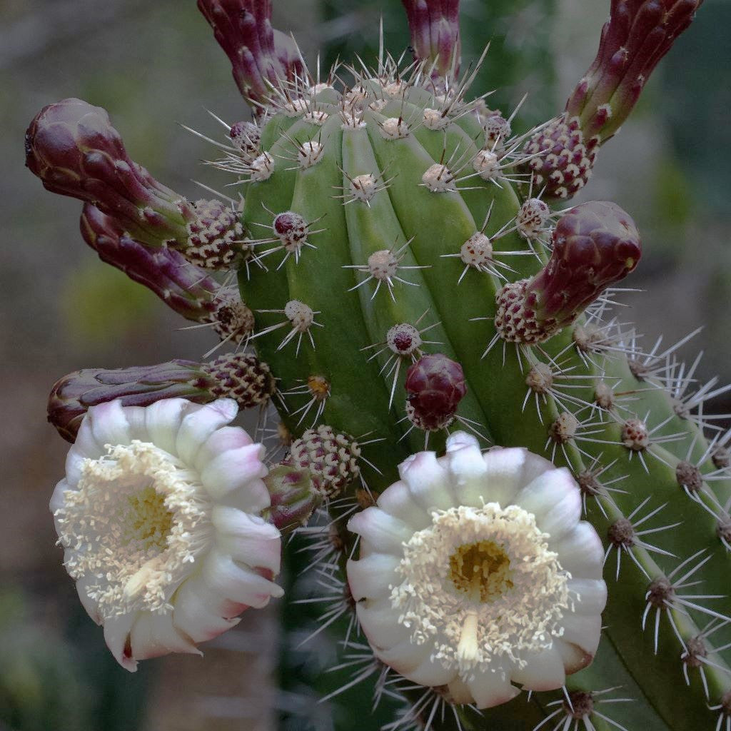  Lemaireocereus Pruinosus Cactus Plant