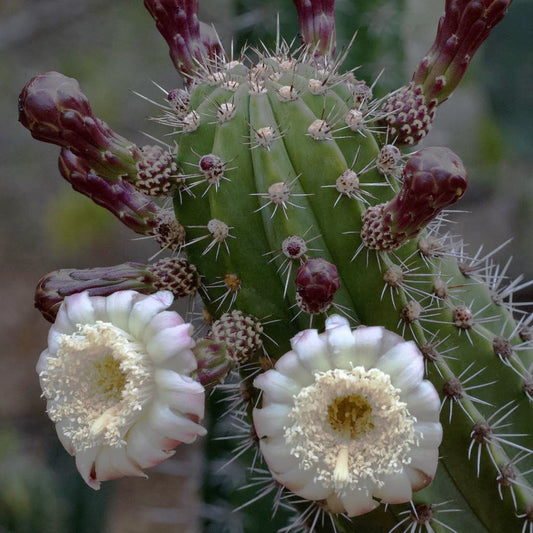 Lemaireocereus Pruinosus Cactus Plant