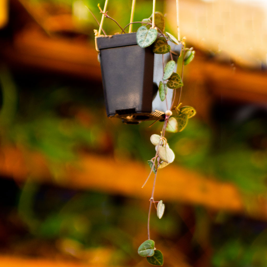  Ceropegia Woodii String Of Hearts Succulent Plant