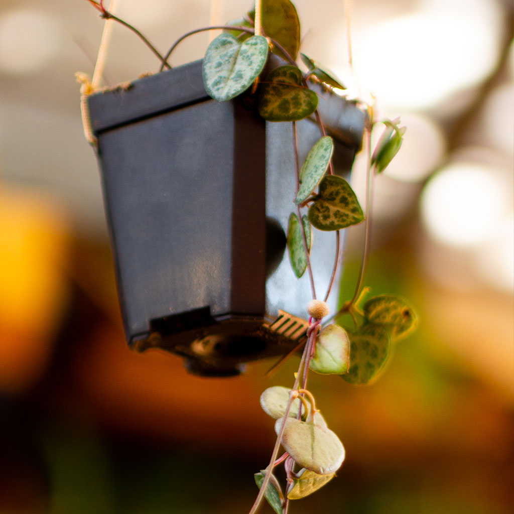  Ceropegia Woodii String Of Hearts Succulent Plant