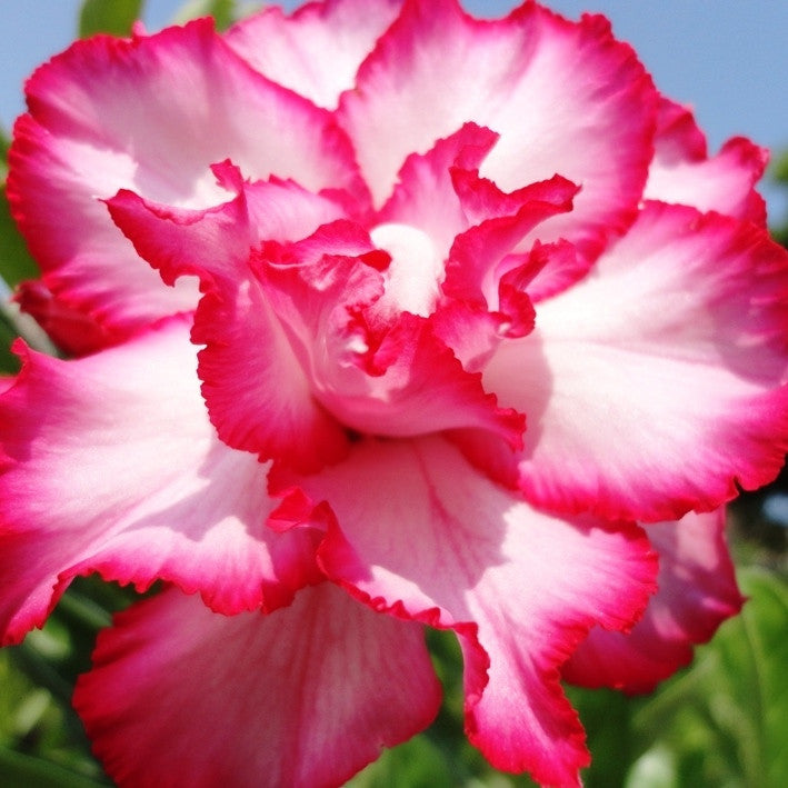  Sup Tawakoon Adenium Plant
