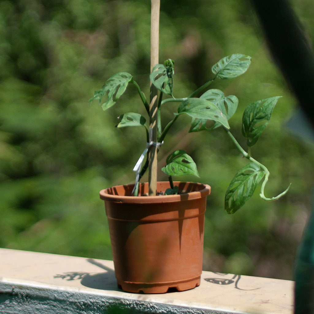  Swiss Cheese Vine Plant