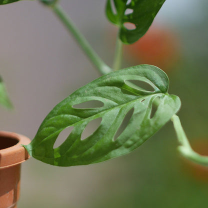  Swiss Cheese Vine Plant