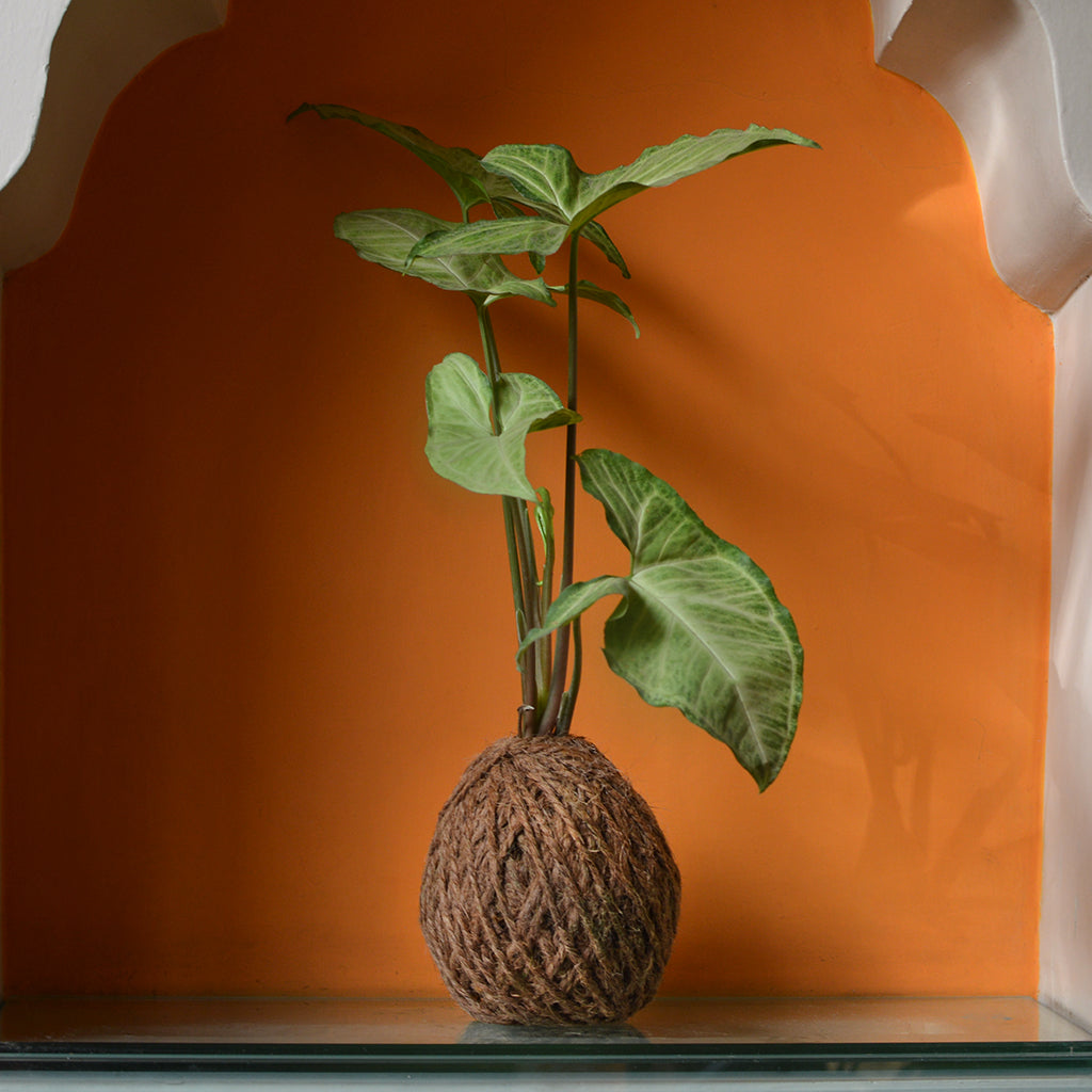  Kokedama Moss Ball Syngonium Cream Allusion Plant