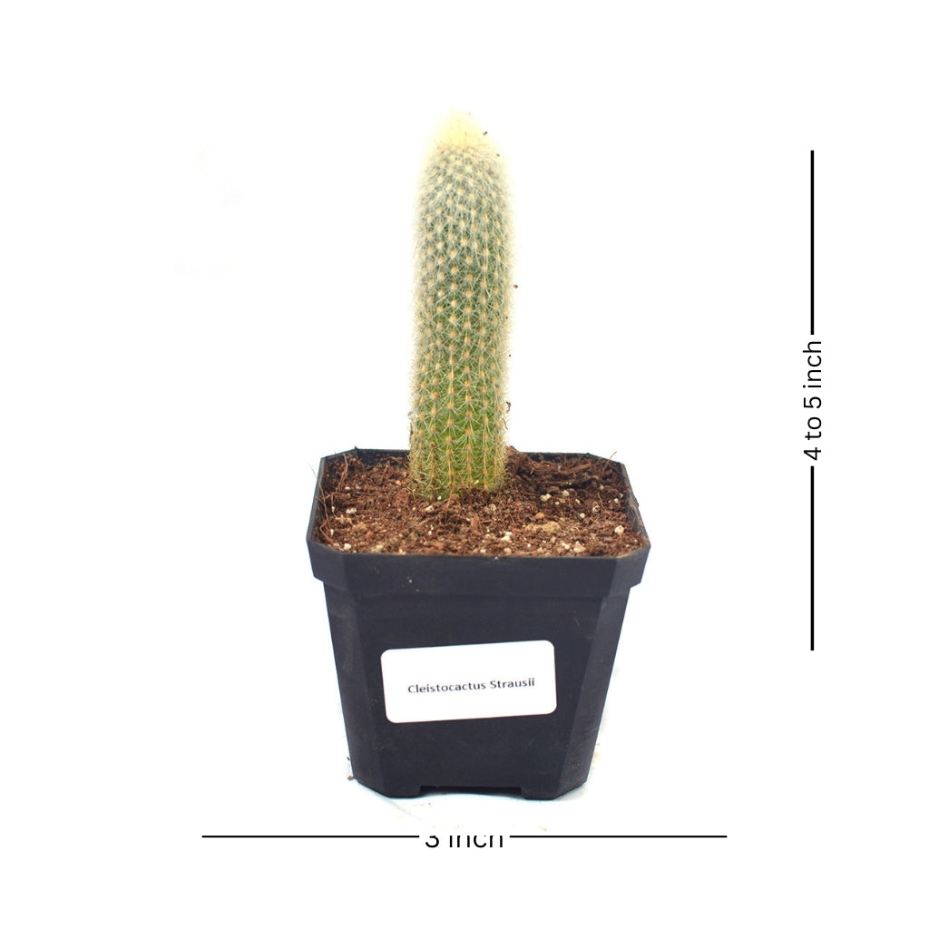  Cleistocactus Strausii Wooly Torch Cactus Plant