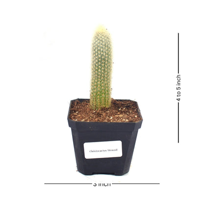  Cleistocactus Strausii Wooly Torch Cactus Plant