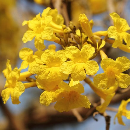  Tabebuia Aurea Caribbean Trumpet Plant