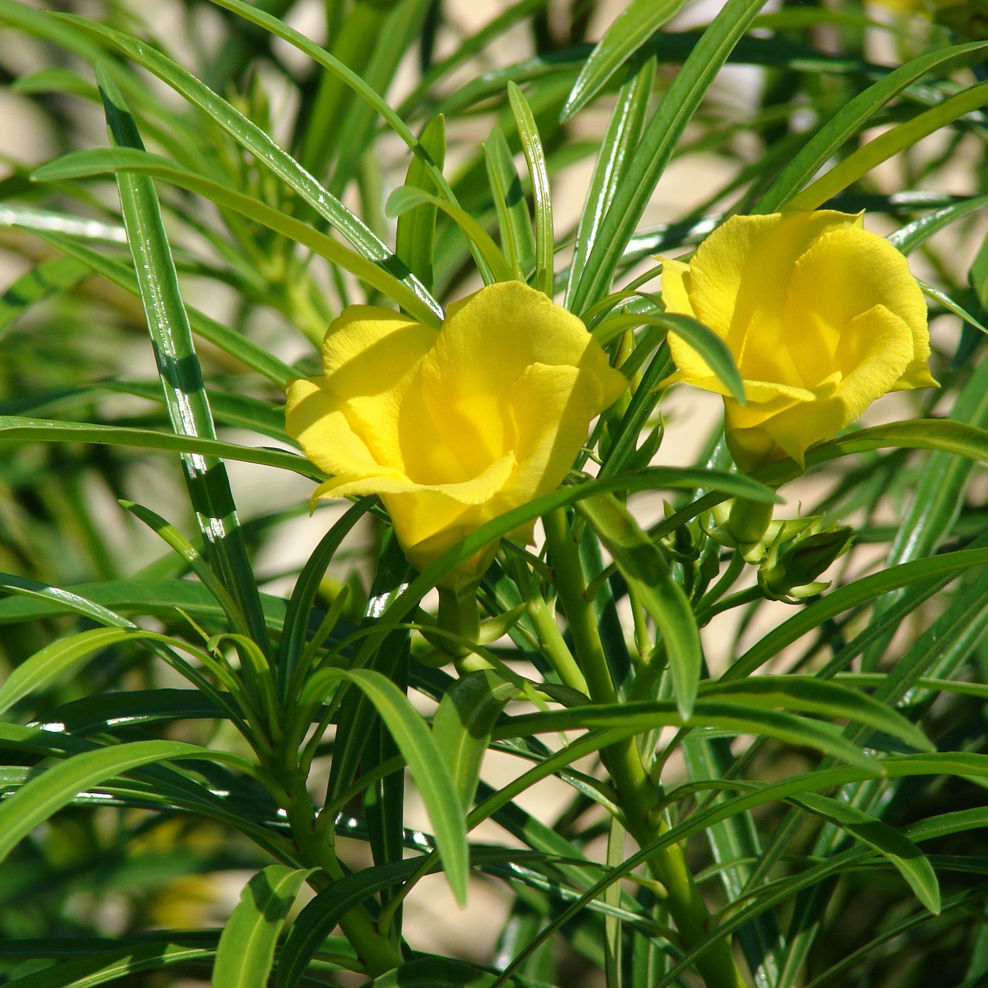  Thevetia Peruviana Yellow Oleander Plant