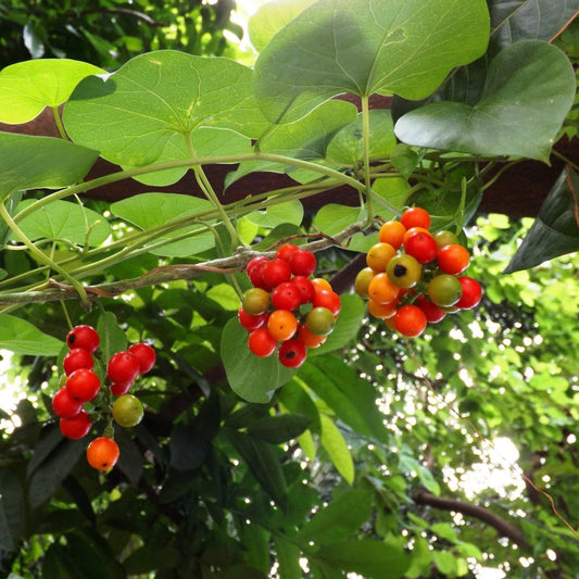  Tinospora Cordifolia Giloy Plant