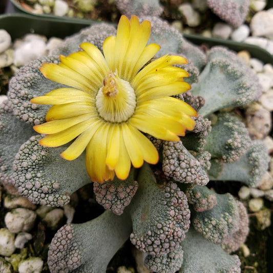  Titanopsis Calcarea Succulent Plant