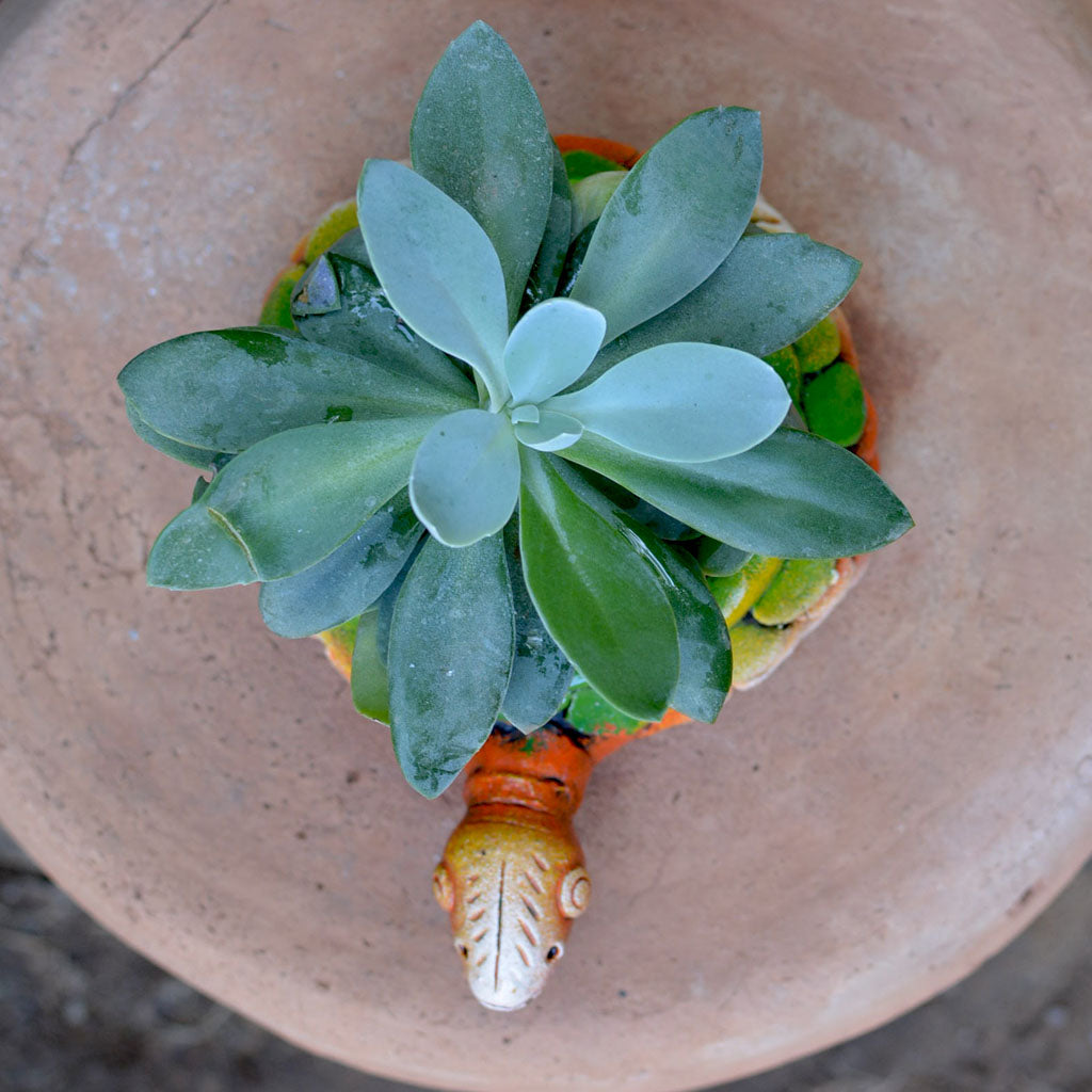  Terracotta Tortoise Succulent Planter (Mini)