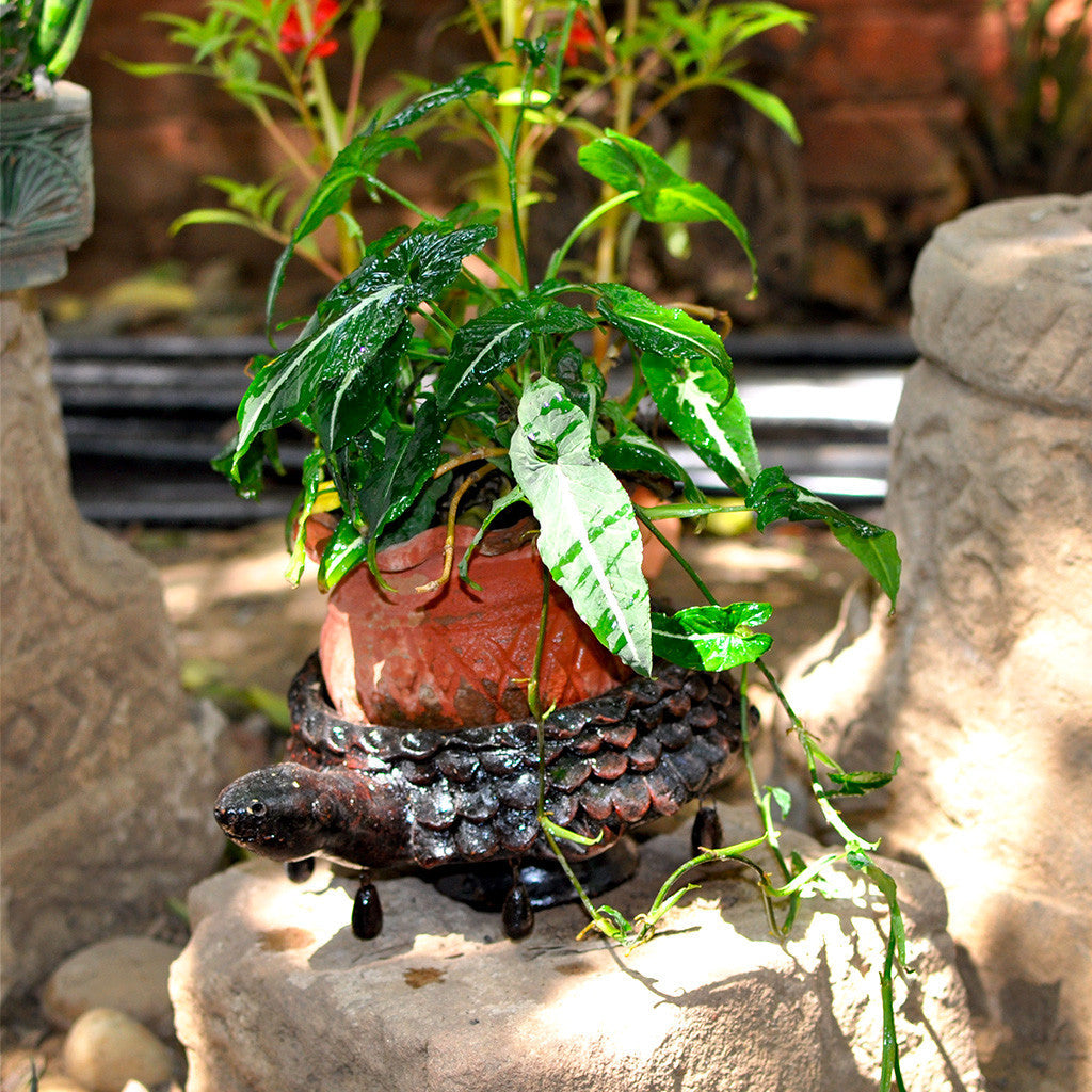  Terracotta Brown Tortoise Planter
