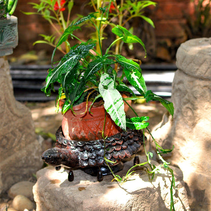  Terracotta Brown Tortoise Planter