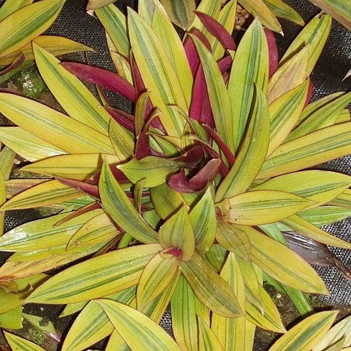  Tradescantia Spathacea Sitaras Gold Plant
