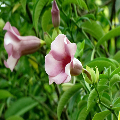  Allamanda Blanchetii Plant