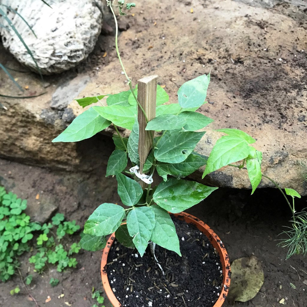  Vigna Speciosa -Snail Vine Plant