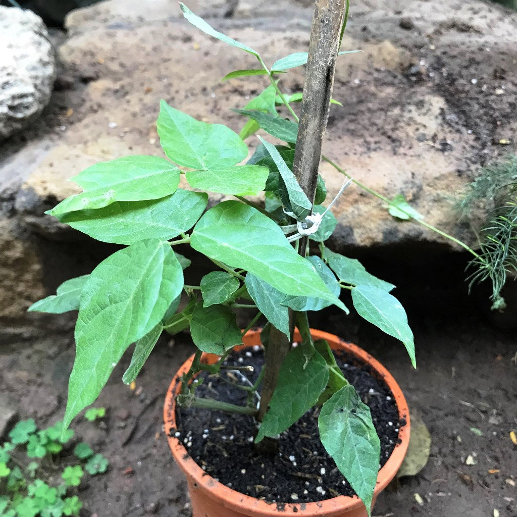  Vigna Speciosa -Snail Vine Plant