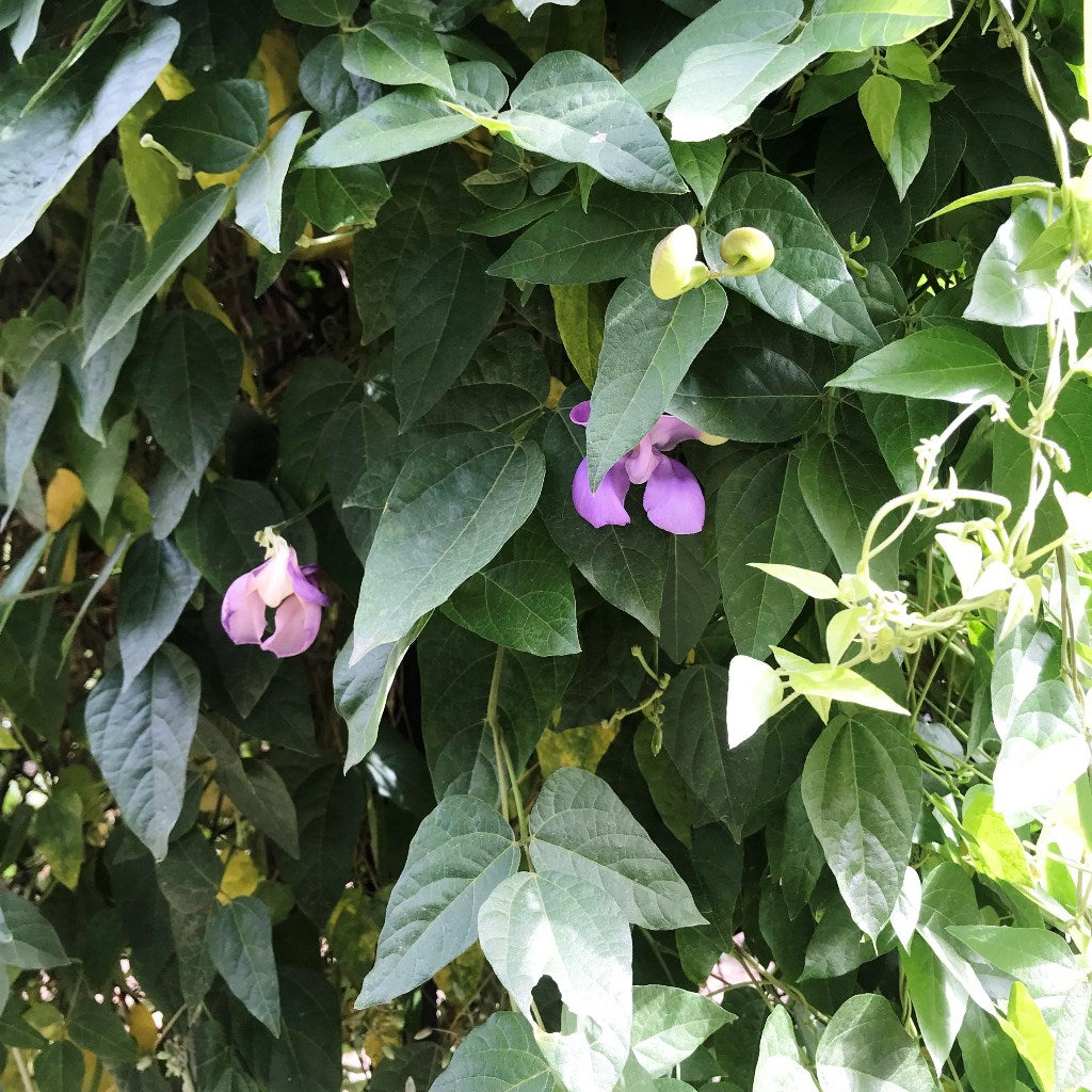  Vigna Speciosa -Snail Vine Plant
