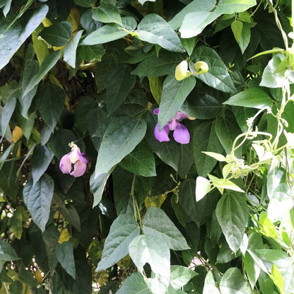  Vigna Speciosa -Snail Vine Plant