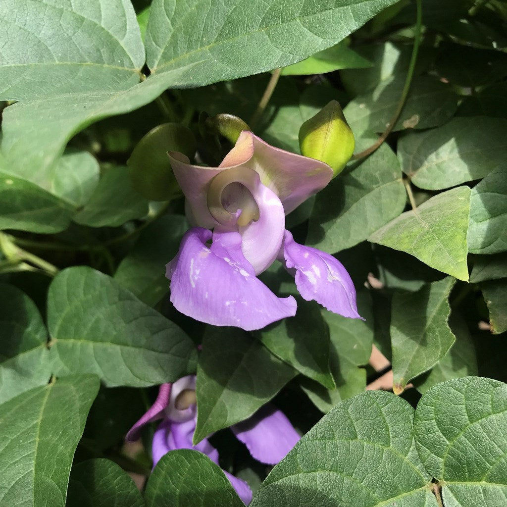  Vigna Speciosa -Snail Vine Plant