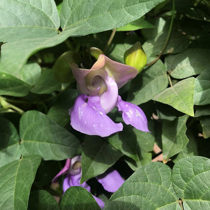  Vigna Speciosa -Snail Vine Plant