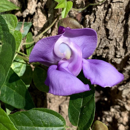  Vigna Speciosa -Snail Vine Plant