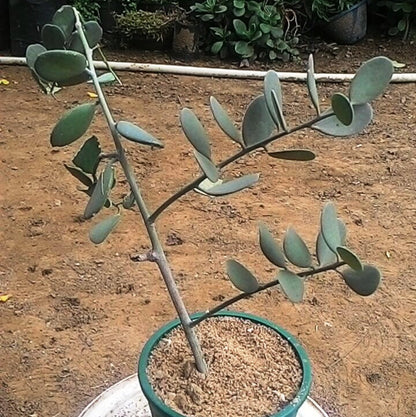  Silver Dollar Plant Succulent Plant
