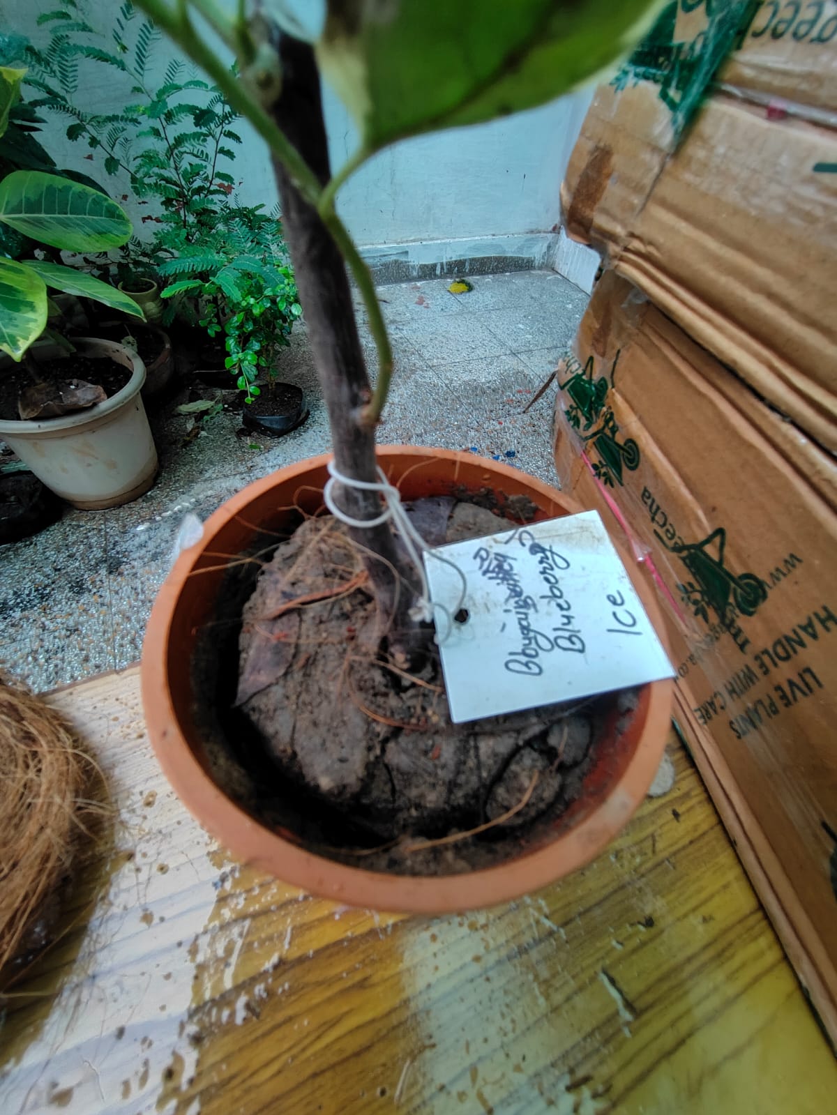  Tango Swirl Adenium Plant
