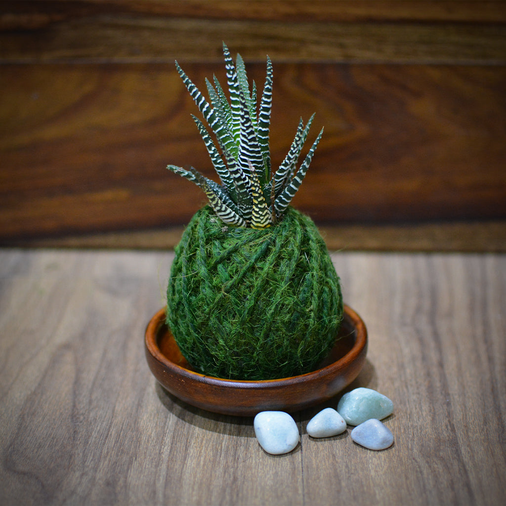  Kokedama Moss Ball Haworthia Attenuata Plant