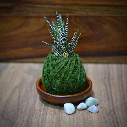  Kokedama Moss Ball Haworthia Attenuata Plant