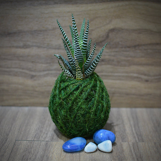  Kokedama Moss Ball Haworthia Attenuata Plant